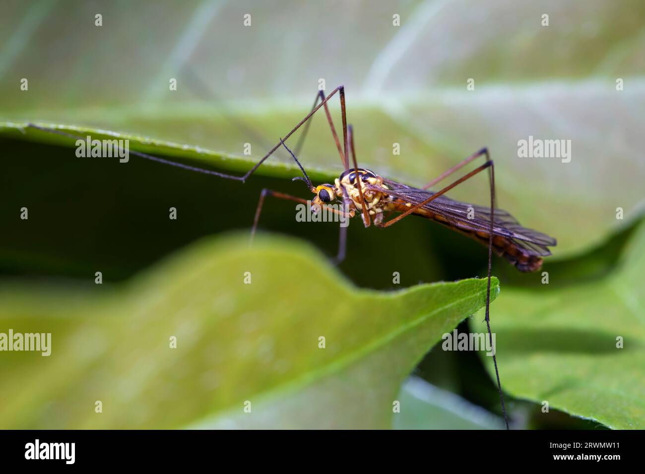 Wild insects outdoors, close-up photos, North China Stock Photo - Alamy