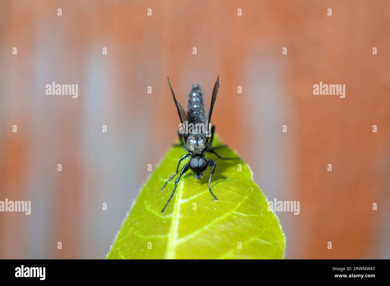 Wild insects outdoors, close-up photos, North China Stock Photo - Alamy