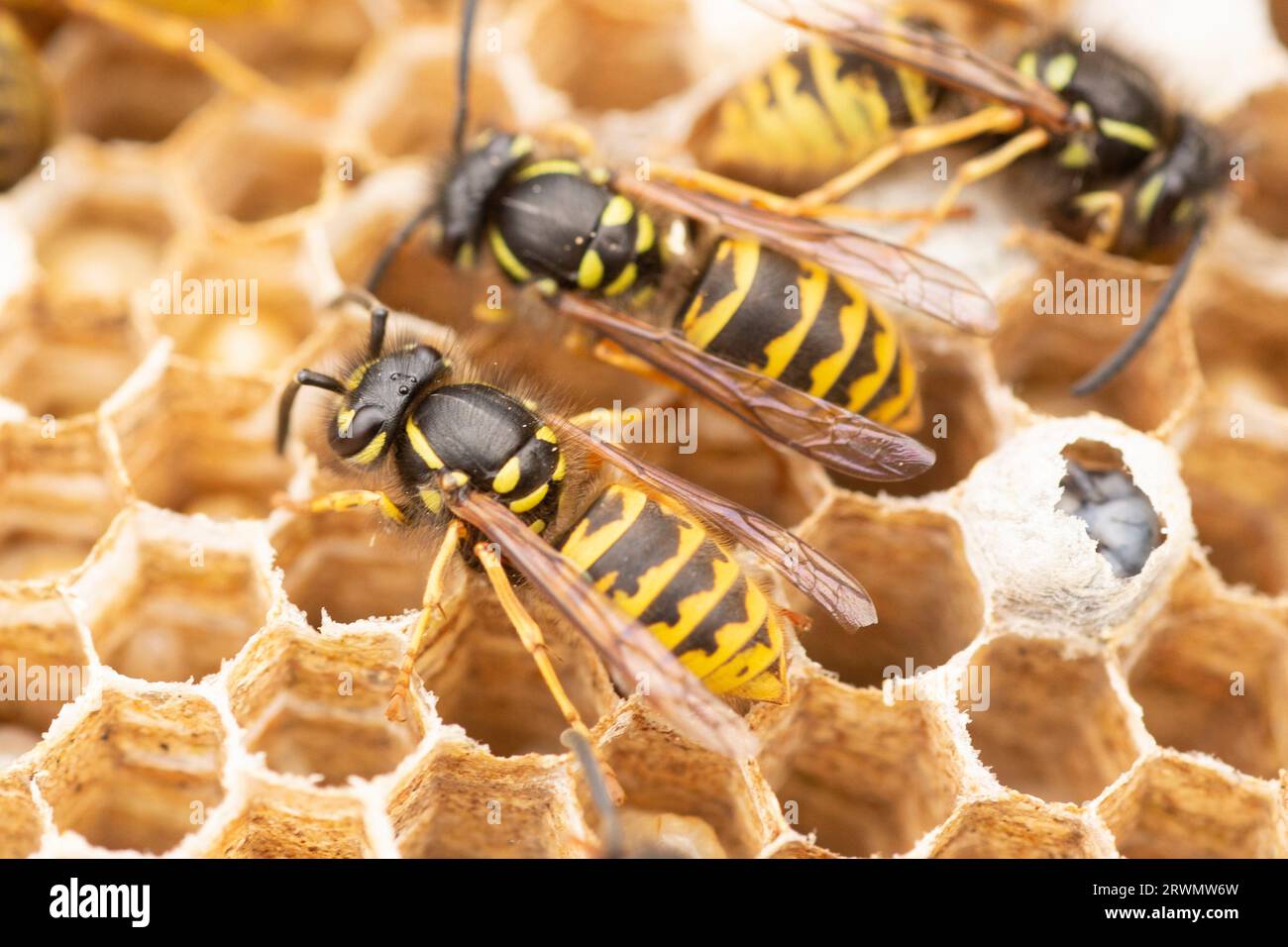 The inside of a wasp nest, eggs, larvae, cell and wasps looking after them Stock Photo