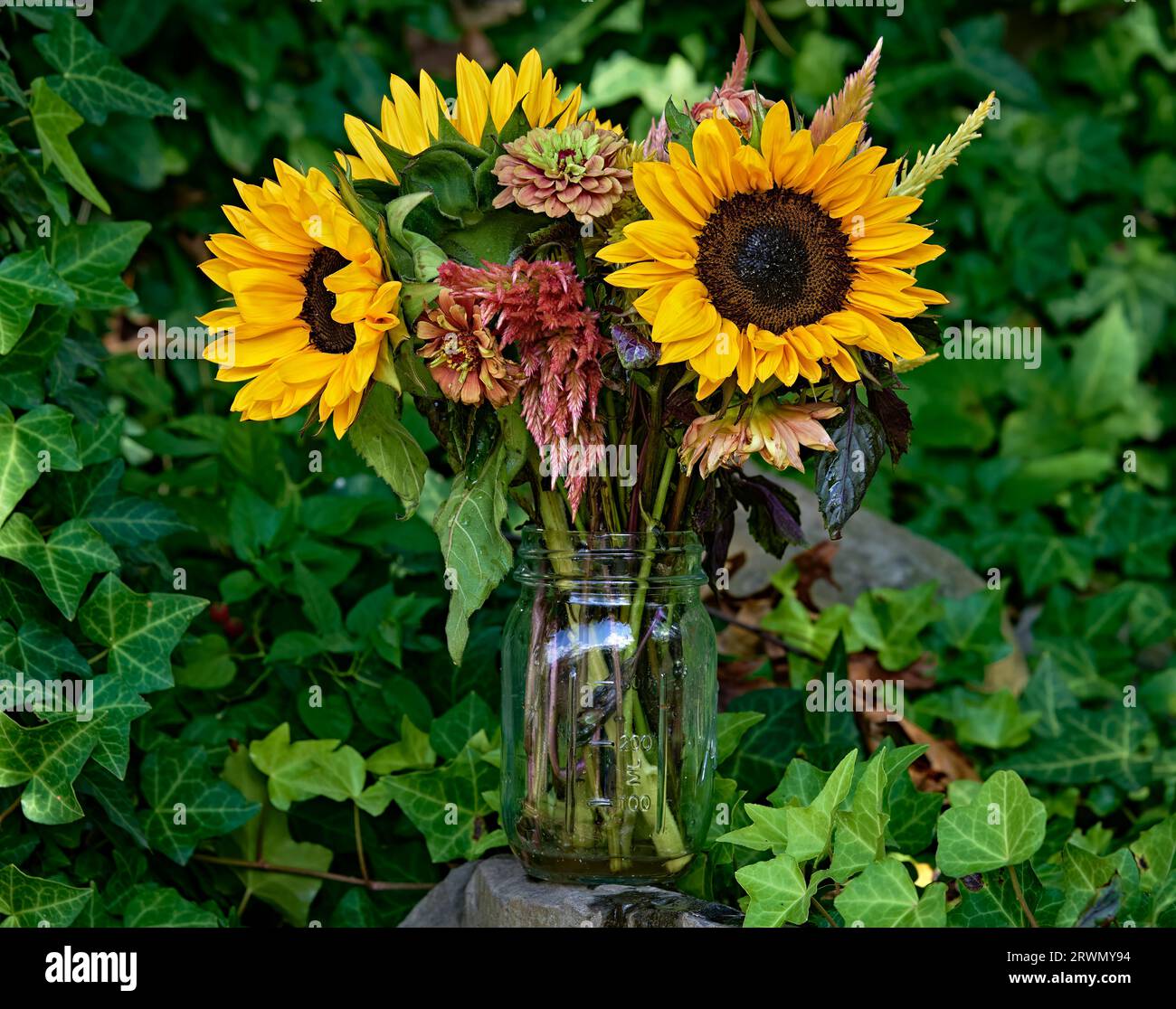A beautiful sunflower bouquet with an ivy background. Stock Photo