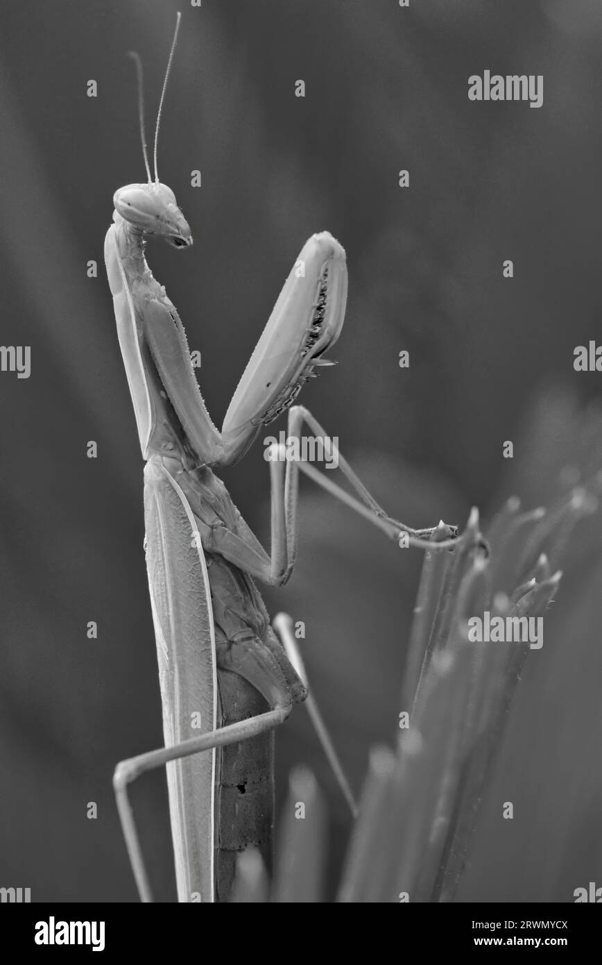 mantis-posing-on-palm-tree-leaf-stock-photo-alamy