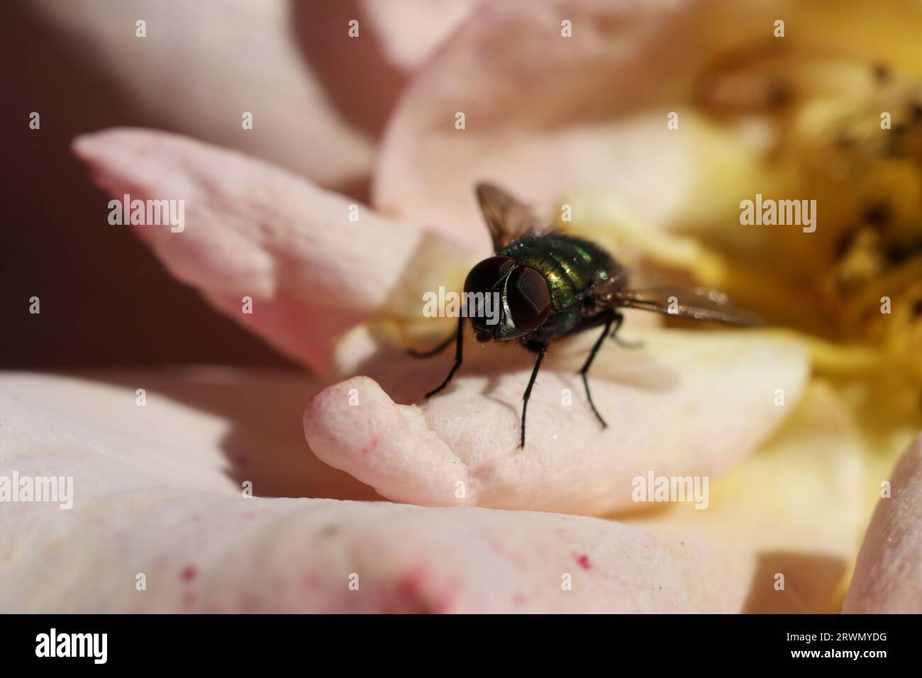 a close up of a bottle green fly on a rose petal Stock Photo