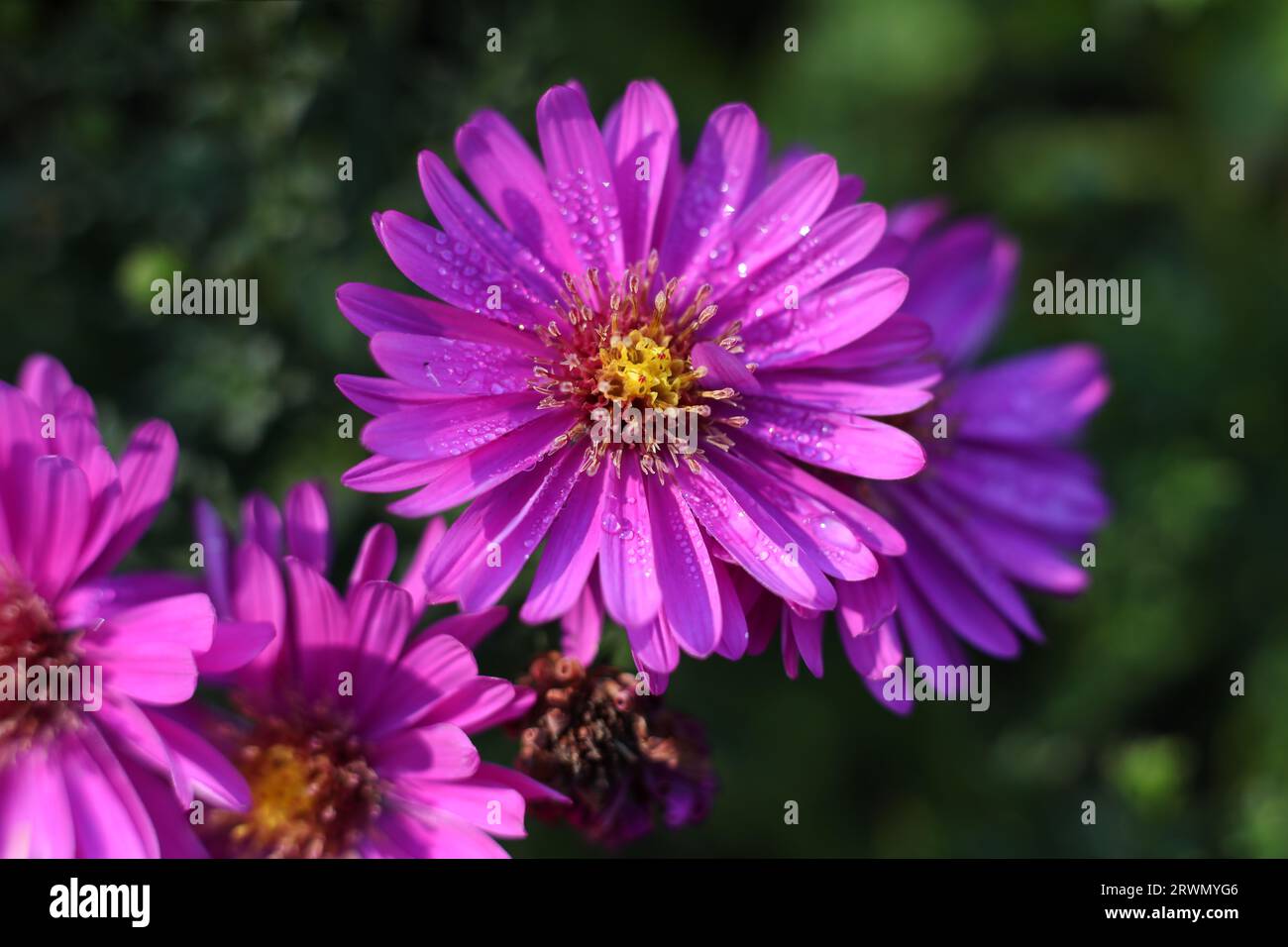 a close up of pink aster flowers covered in rain drops Stock Photo