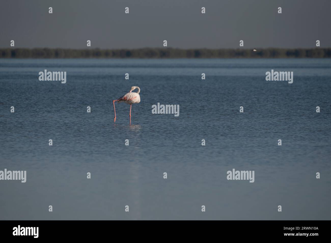 Flamingo wading through the picturesque mangroves of Umm Al Qwain, United Arab Emirates. Wildlife of the Middle East and the Arabian Peninsula Stock Photo