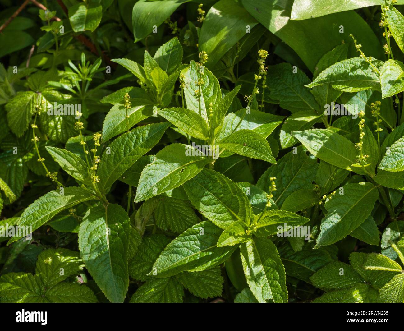 Flower spikes and foliage of the UK woodland understory coloniser, Mercurialis perennis, Dog's mercury Stock Photo
