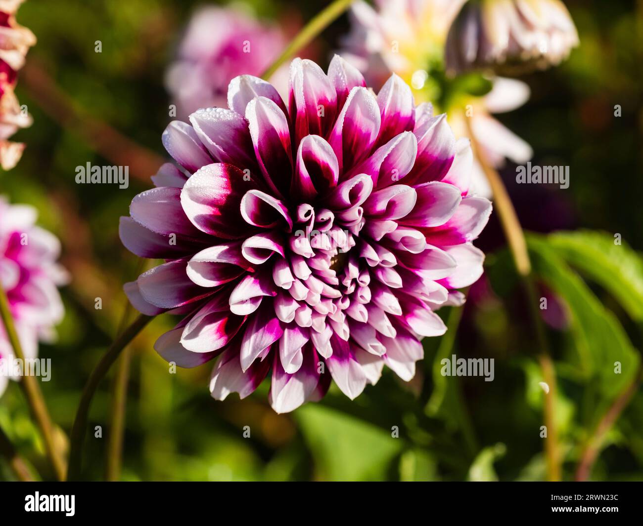 white tipped double purple flowers of the decorative summer flowering tuber, Dahlia 'Edinburgh' Stock Photo