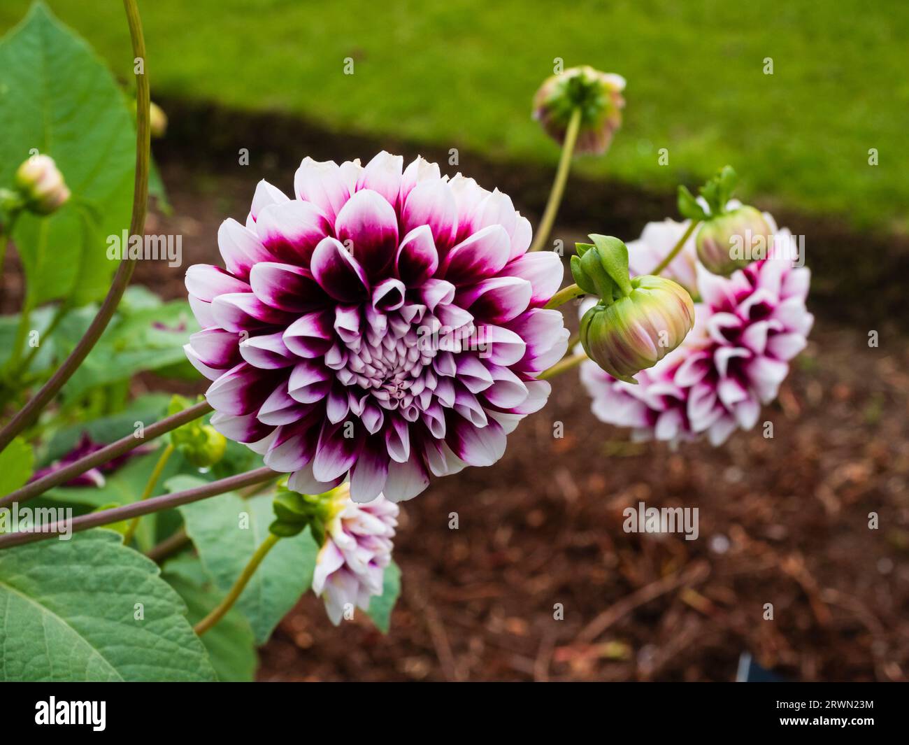 white tipped double purple flowers of the decorative summer flowering tuber, Dahlia 'Edinburgh' Stock Photo