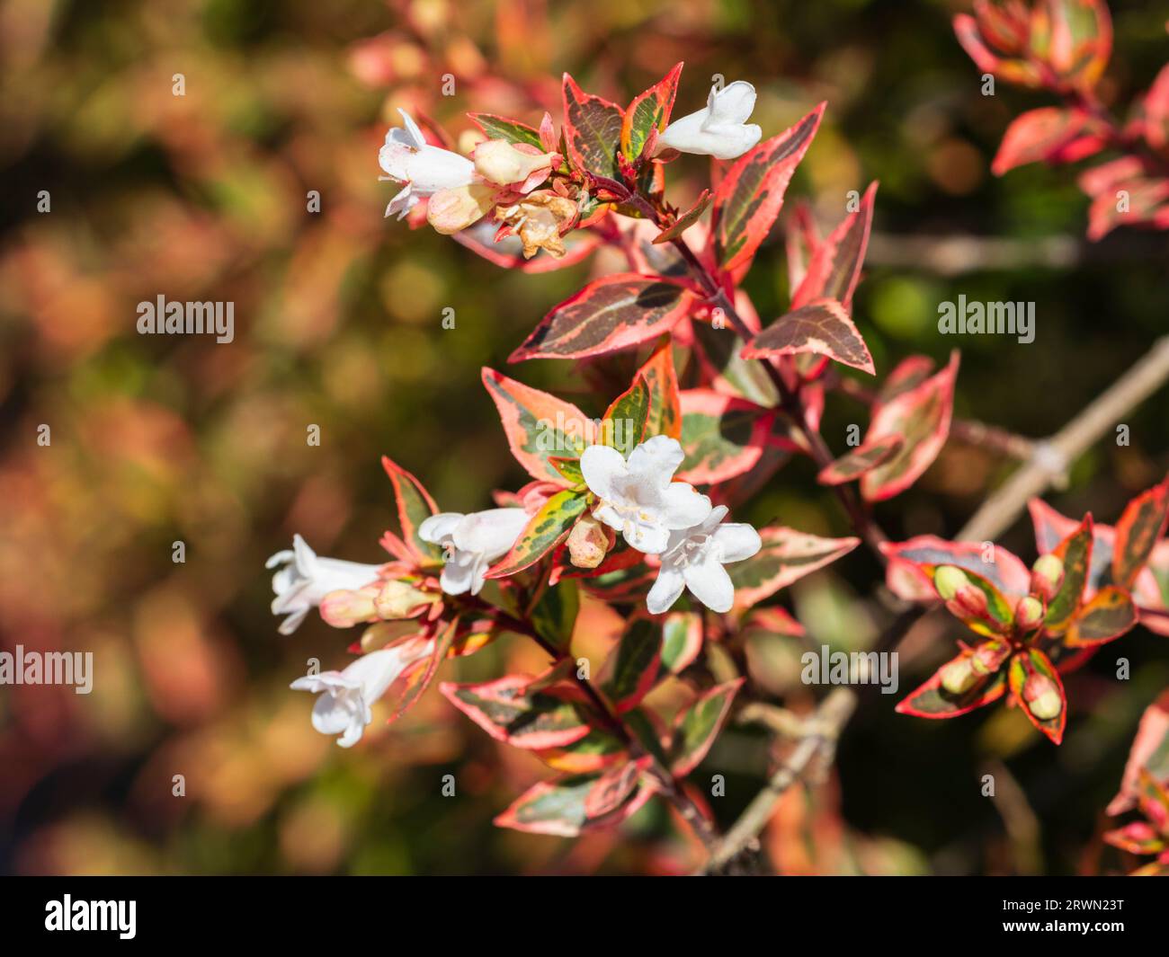 White flowers and variegated foliage of the hardy evergreen, late summer to autumn flowering shrub, Abelia x grandiflora 'Kaleidoscope' Stock Photo