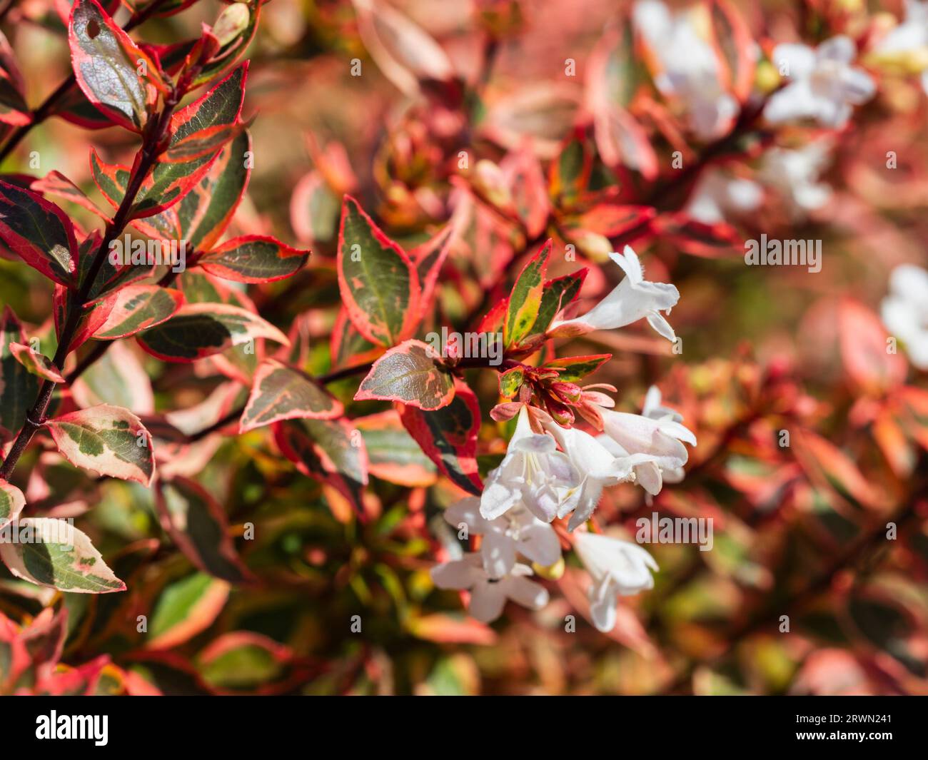 White flowers and variegated foliage of the hardy evergreen, late summer to autumn flowering shrub, Abelia x grandiflora 'Kaleidoscope' Stock Photo