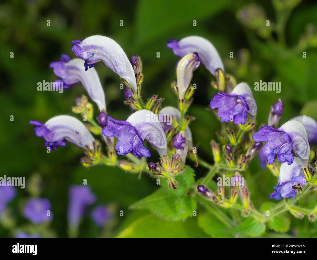 Unusual blue and white flowers of the long flowering and relatively hardy Himalayan perennial, Strobiilanthes penstemonoides Stock Photo