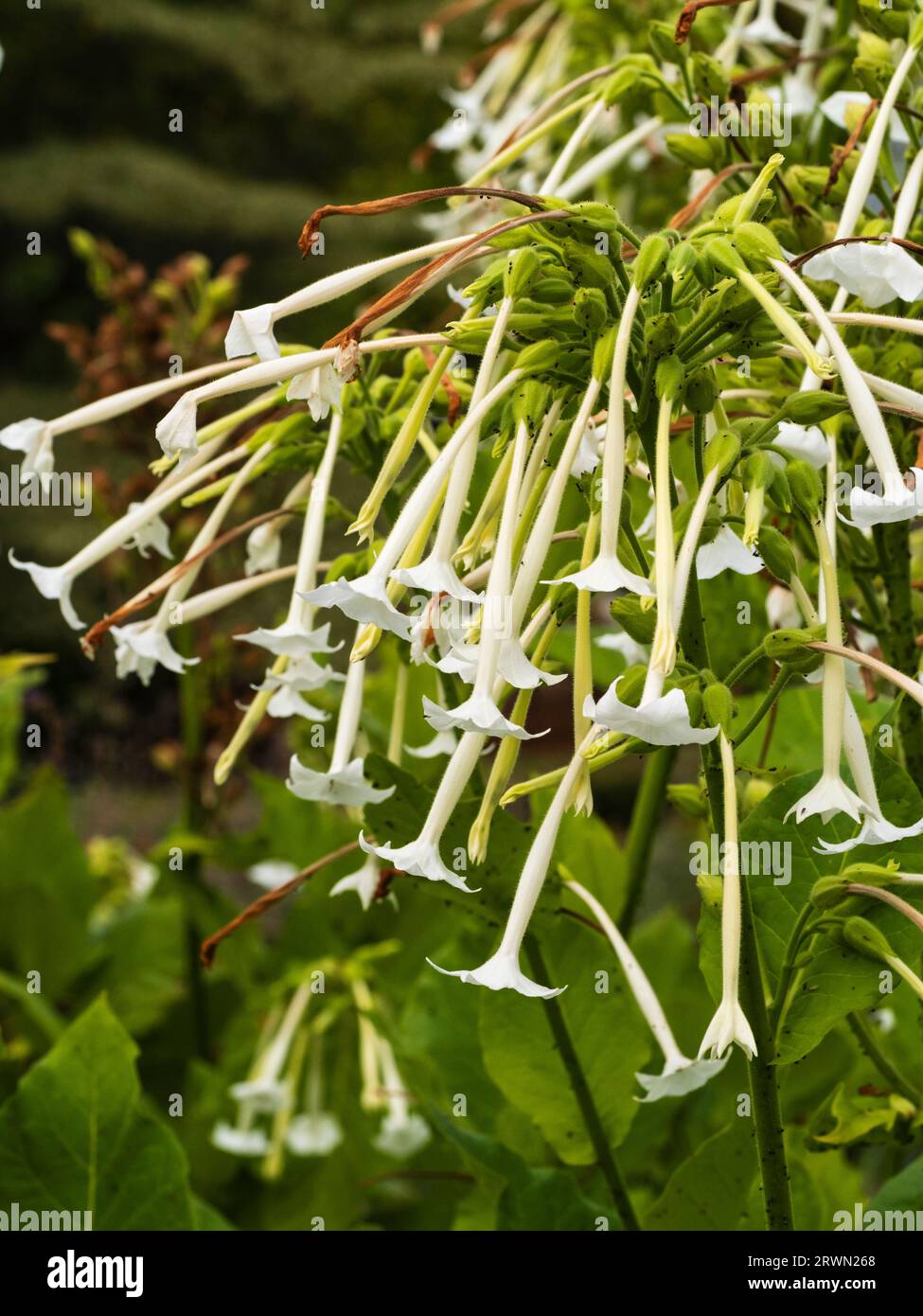 Tubular white fragrant flowers of the tender annual to biennial woodland tobacco plant, Nicotiana sylvestris, Stock Photo