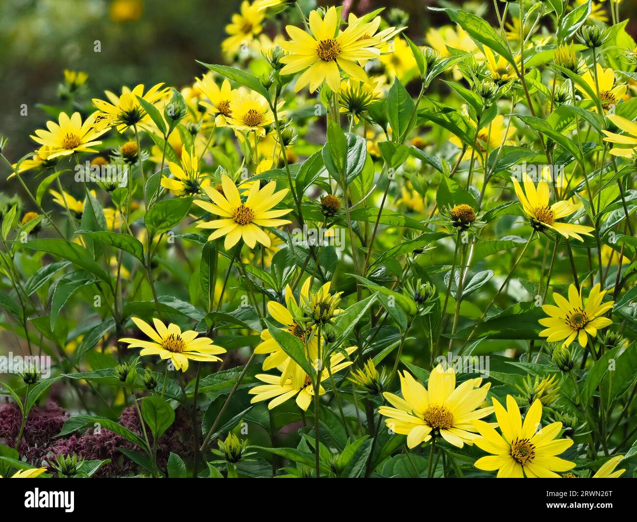 Lemon yellow flowers of the tall growing, late summer to early Autumn flowering perennial, Helianthus 'Lemon Queen' Stock Photo