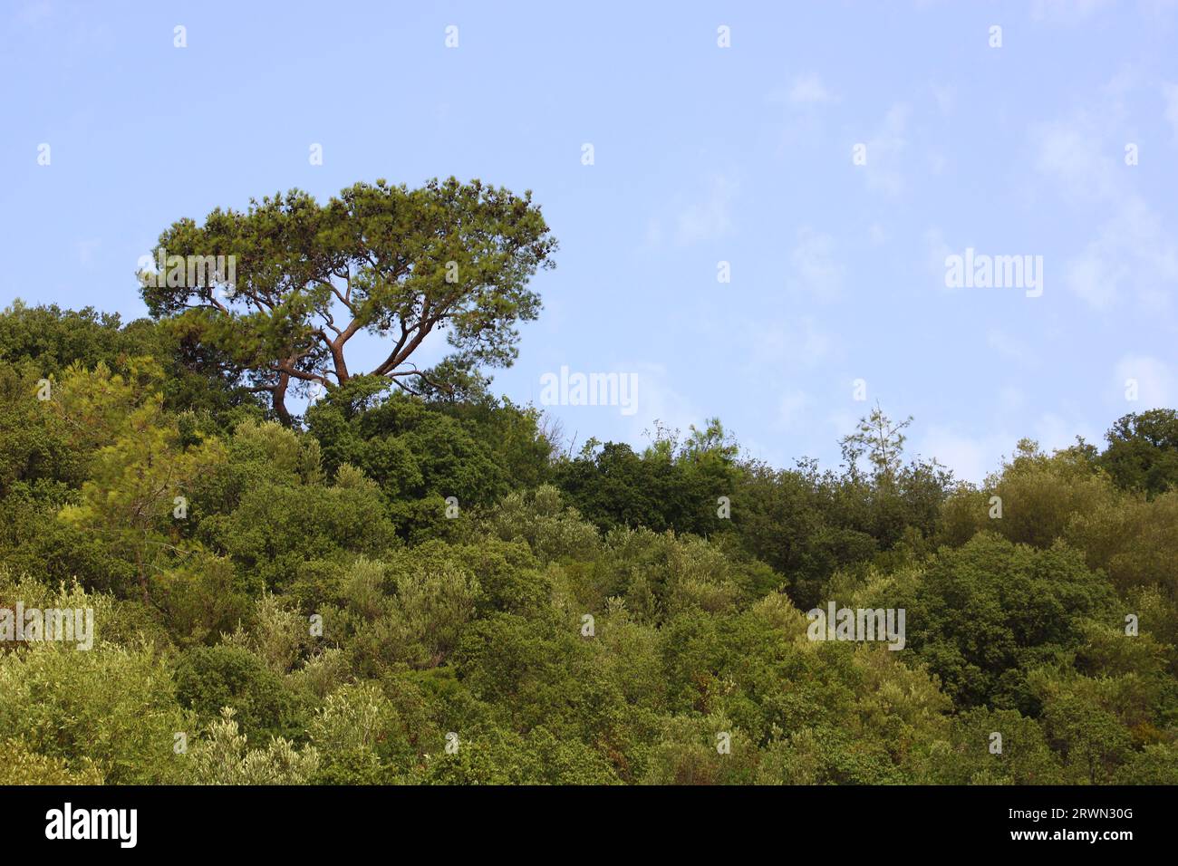 Trees and sky in the forest Stock Photo - Alamy