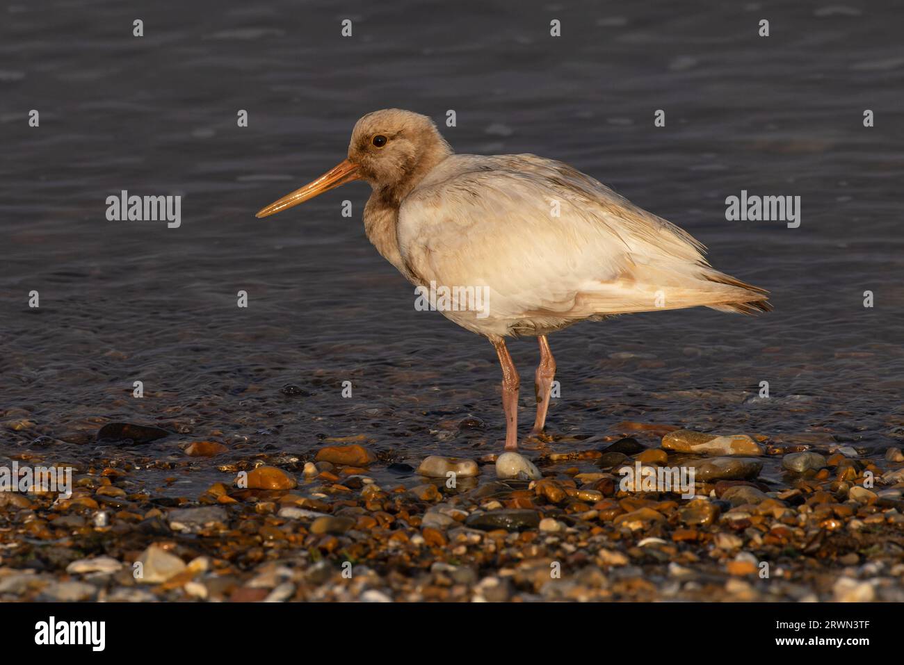 Oystercatcher (Haematopus ostralegus) leucistic Norfolk