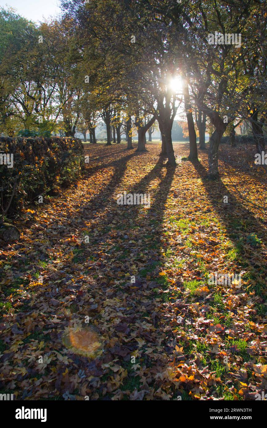 Autumn sunshine giving backlit scene of trees and long shadows Stock Photo