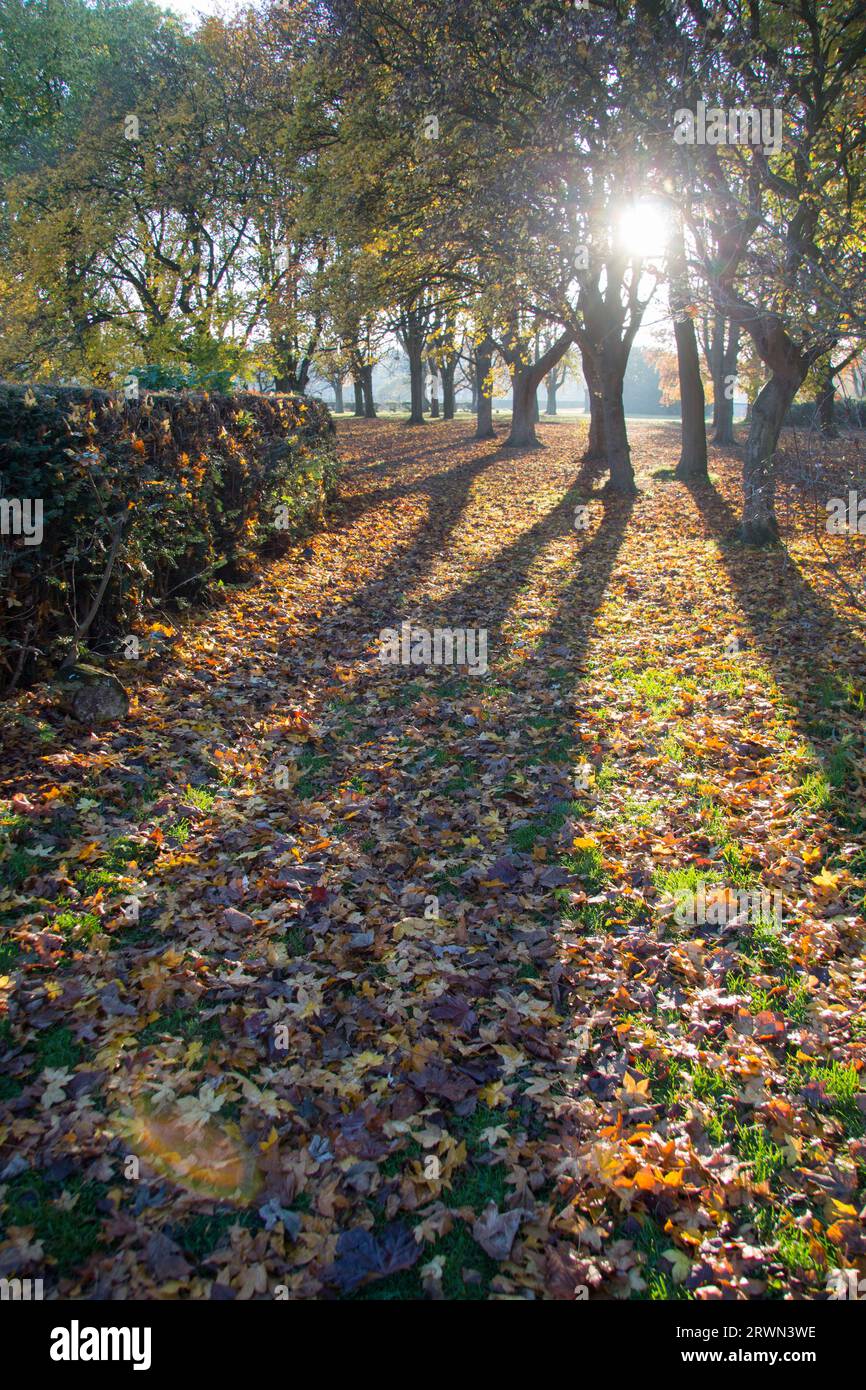 Autumn sunshine in the forest with fallen leaves and backlit trees Stock Photo