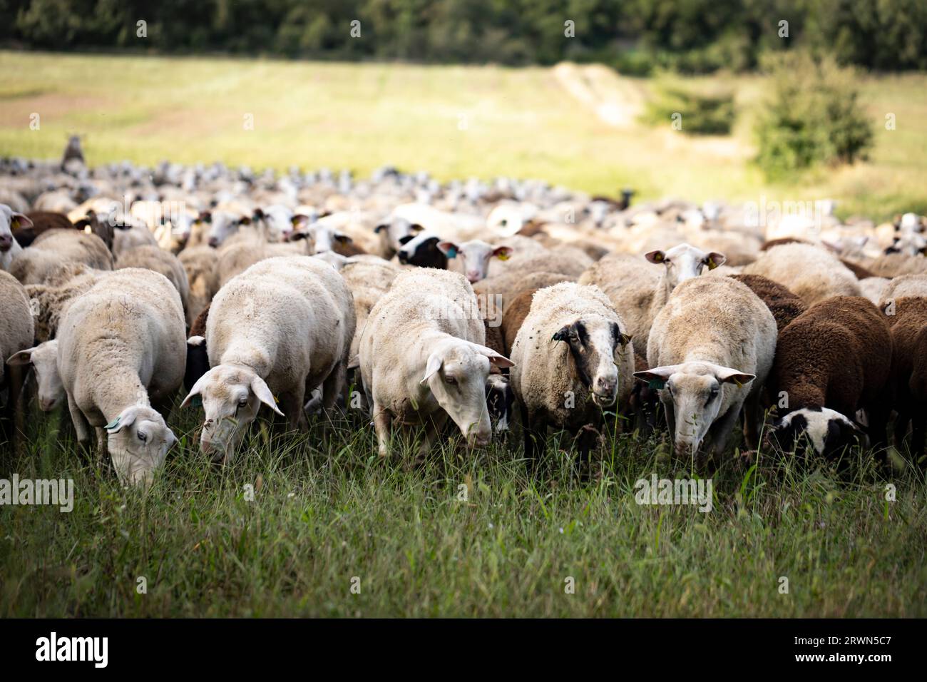 El Soler de n'Hug sheep flock (Ovis aries). Prats de Lluçanès, El Lluçanès, Barcelona, Catalonia, Spain, Europe Stock Photo