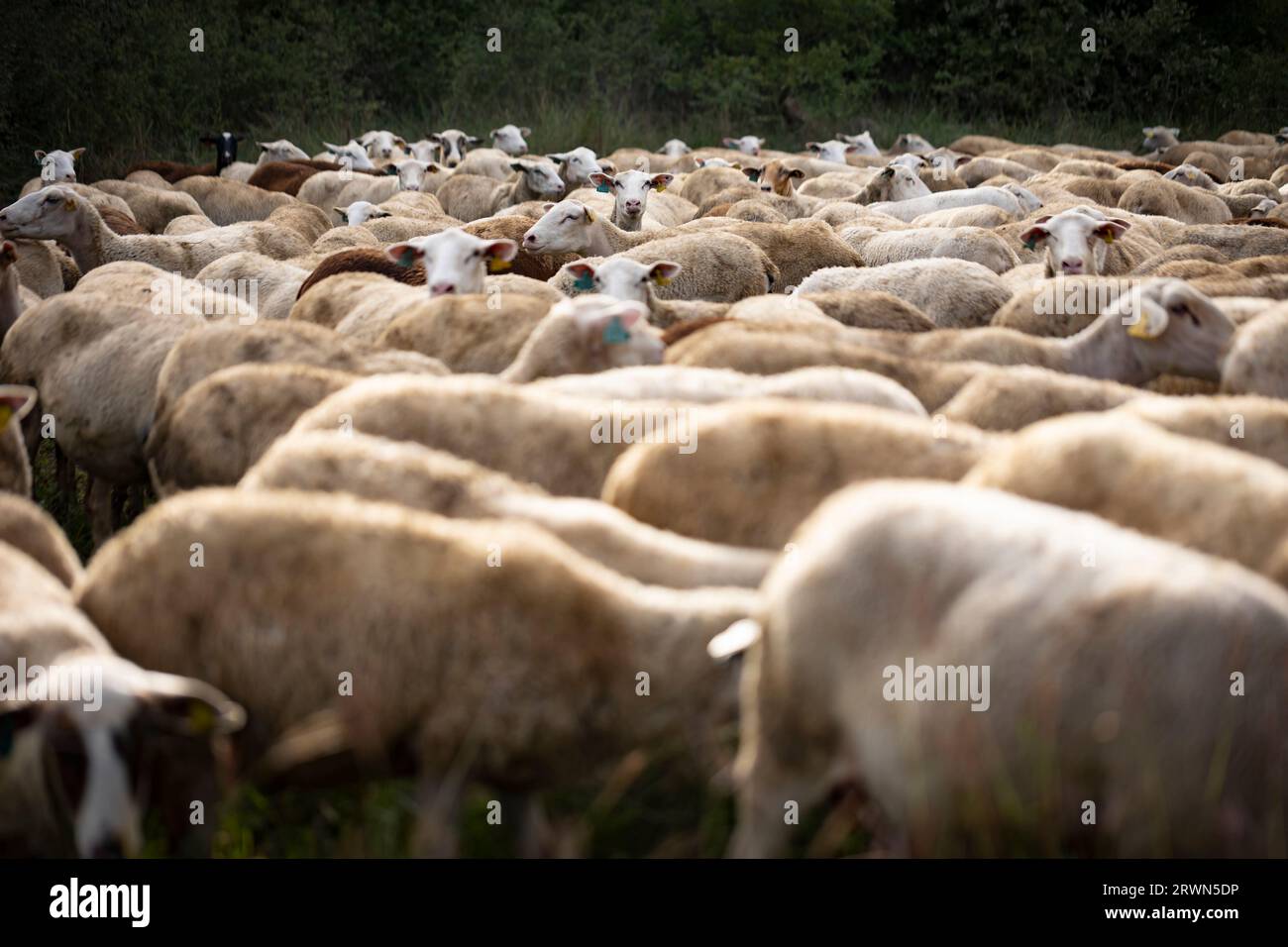El Soler de n'Hug sheep flock (Ovis aries). Prats de Lluçanès, El Lluçanès, Barcelona, Catalonia, Spain, Europe Stock Photo