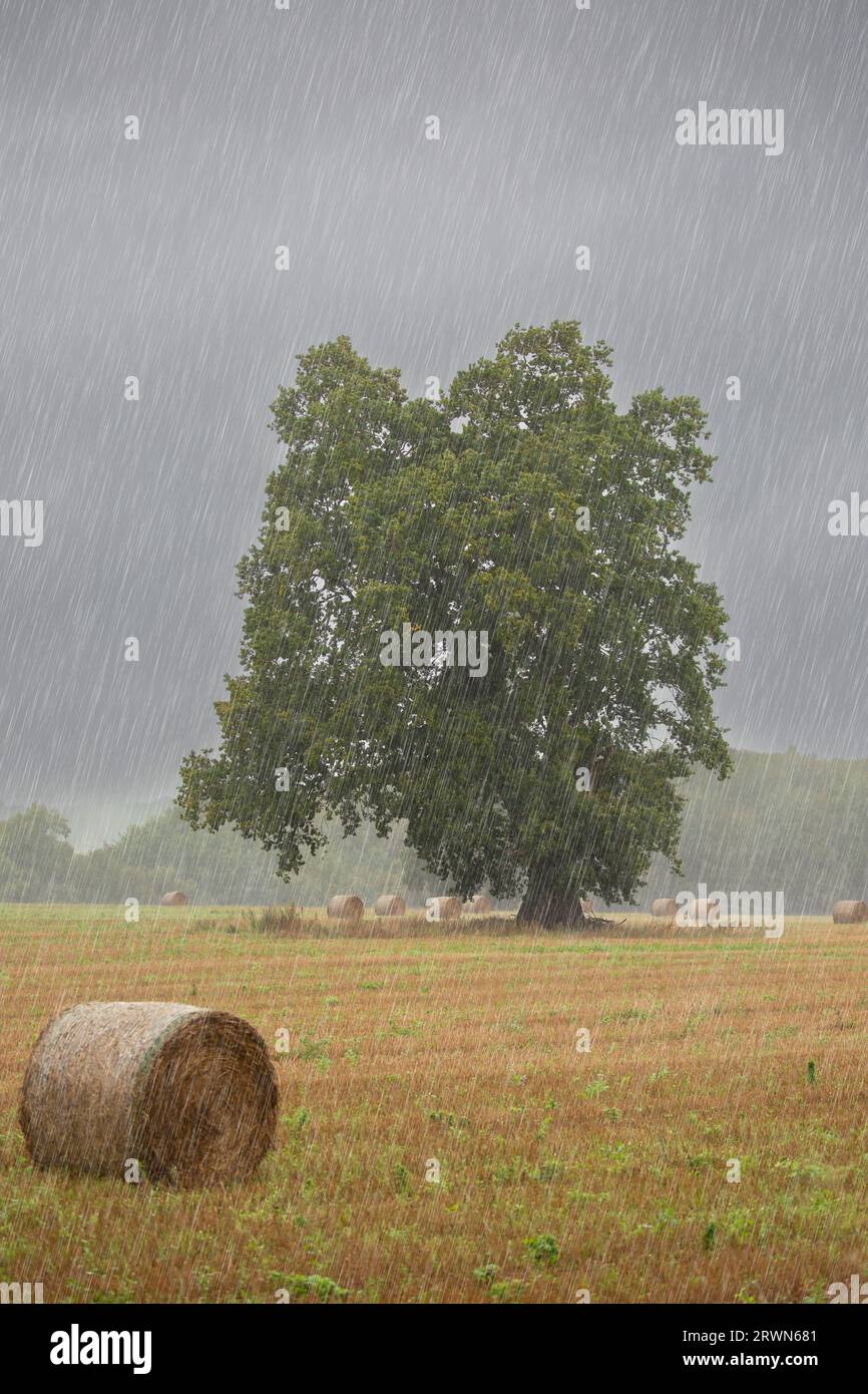 Hay field uk september hi-res stock photography and images - Alamy