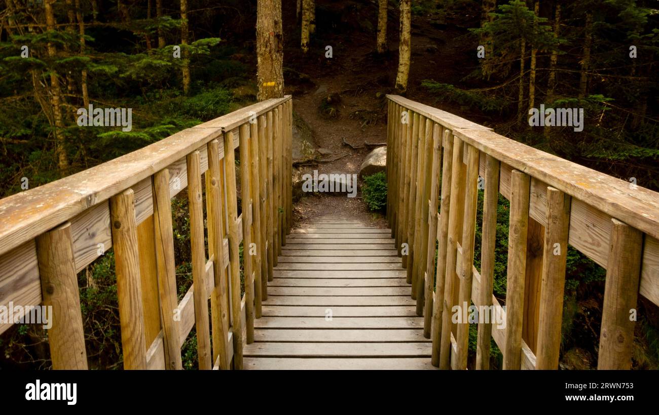 Wood bridge in a forest (august, summer, outdoor) Stock Photo