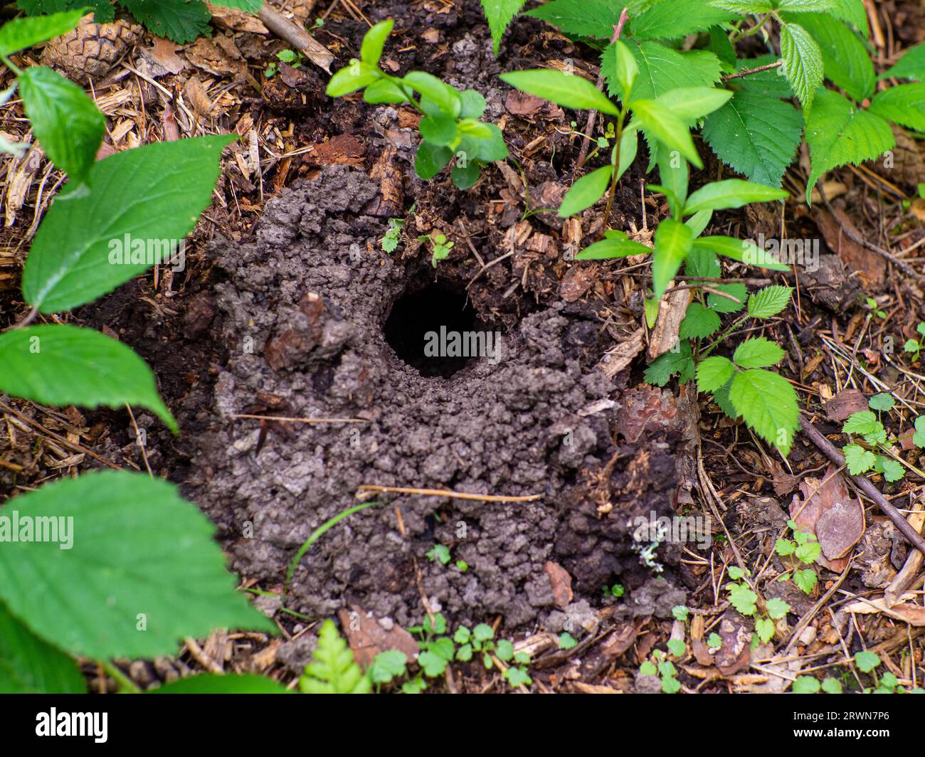 Small hole in land is wild animal. System of underground passages and holes Stock Photo Alamy