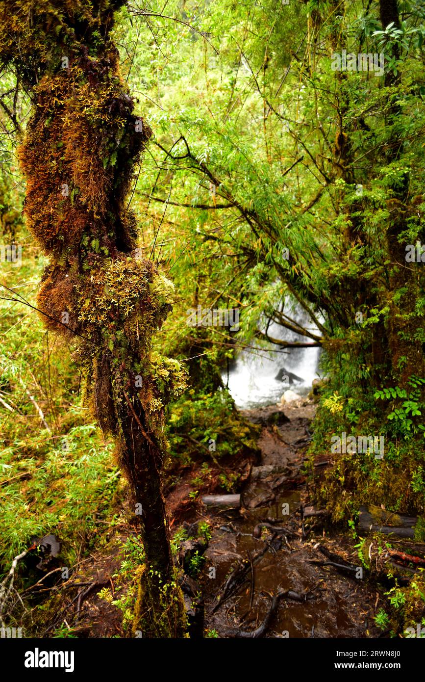 Alerce Andino National Park and Biosphere Reserve. Temperate Rain Forest (Bosque Templado Lluvioso). Region de Los Lagos, Chile. Stock Photo