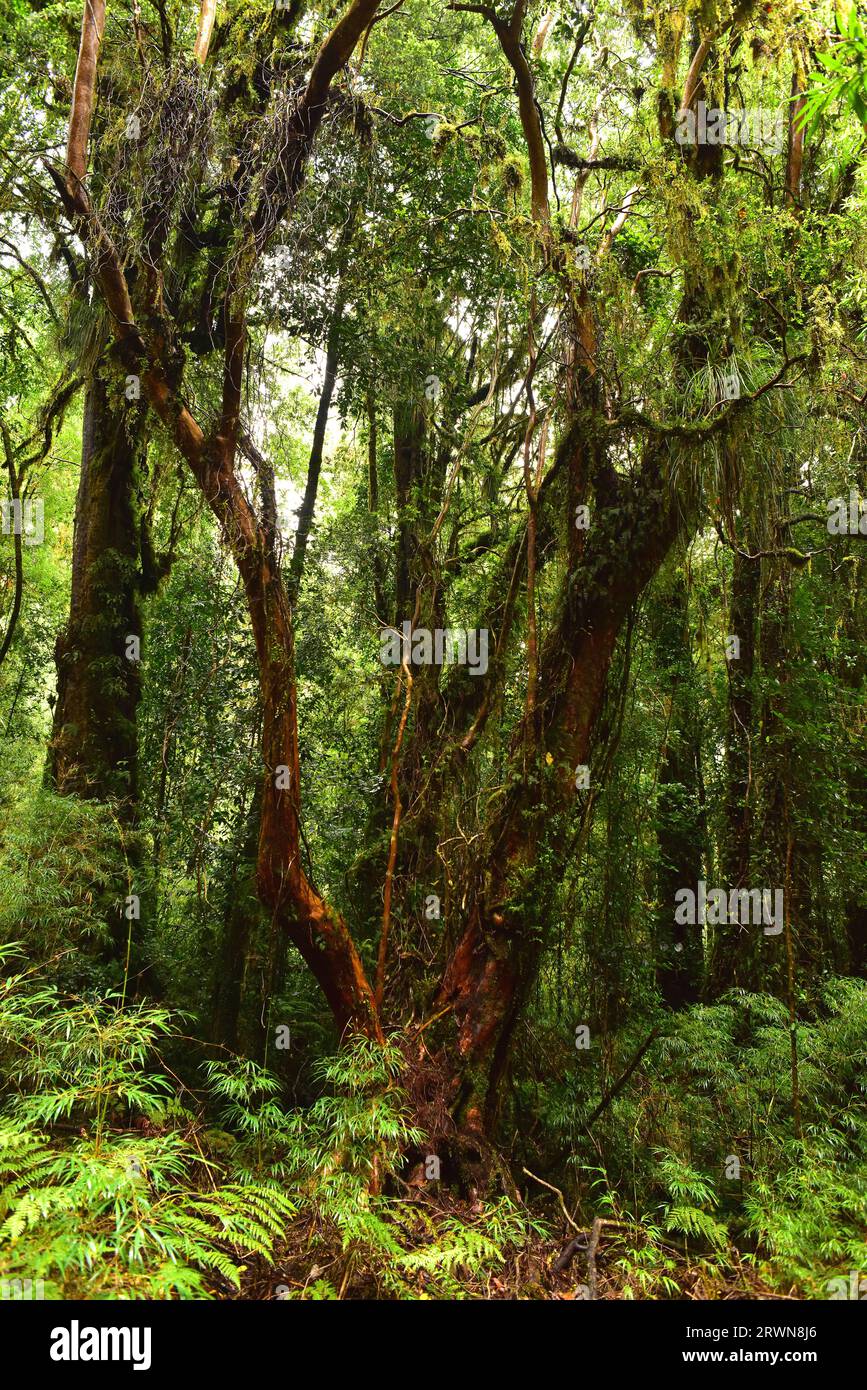 Alerce Andino National Park and Biosphere Reserve. Temperate Rain Forest (Bosque Templado Lluvioso). Region de Los Lagos, Chile. Stock Photo