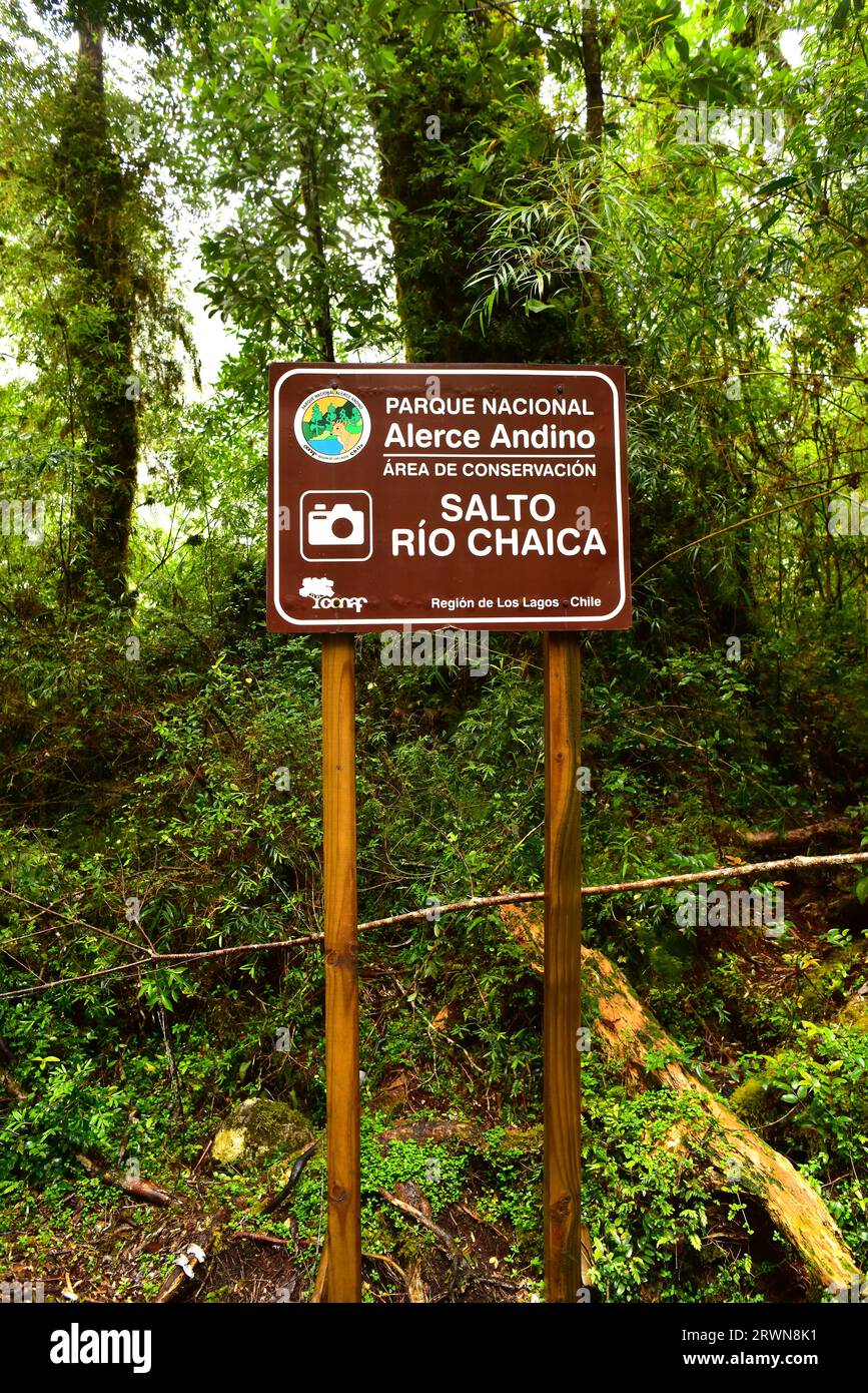 Alerce Andino National Park and Biosphere Reserve. Temperate Rain Forest (Bosque Templado Lluvioso). Chaica river waterfall poster. Region de Los Lago Stock Photo