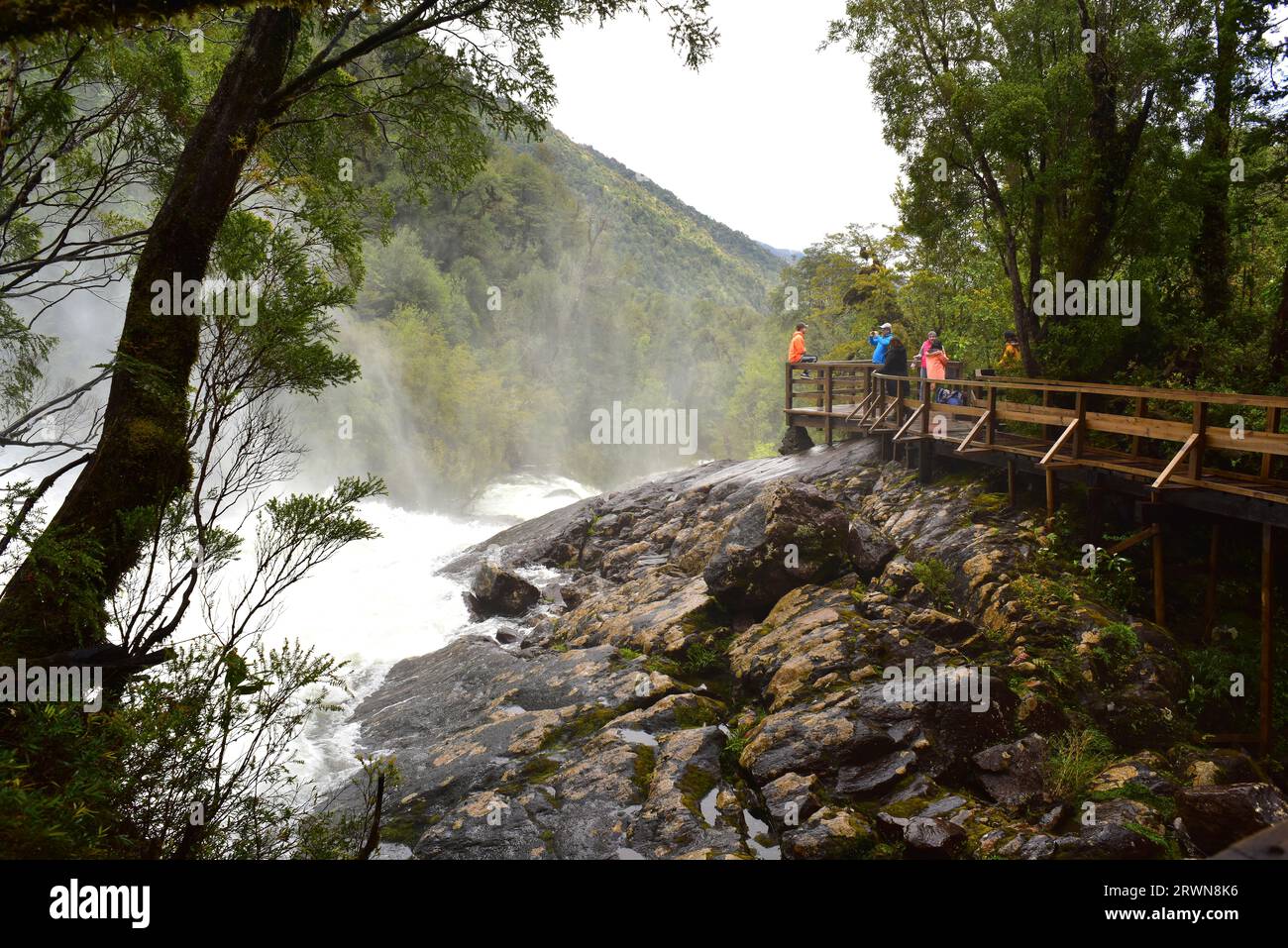 Alerce Andino National Park and Biosphere Reserve. Temperate Rain Forest (Bosque Templado Lluvioso). Chaica river waterfall. Region de Los Lagos, Chil Stock Photo