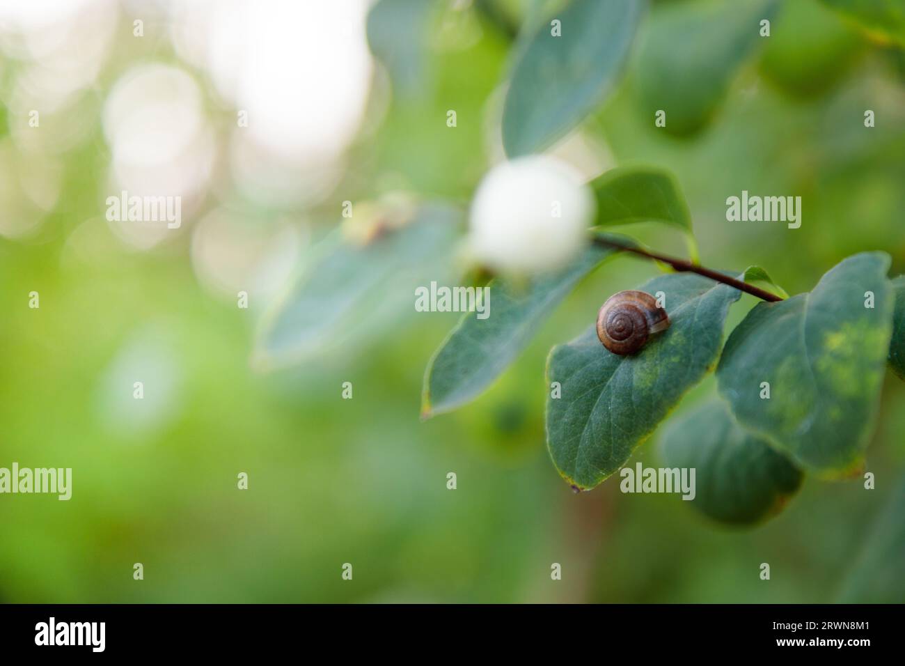 Branch of a Bush of snowberry, Symphoricarpos on blurred background . Stock Photo