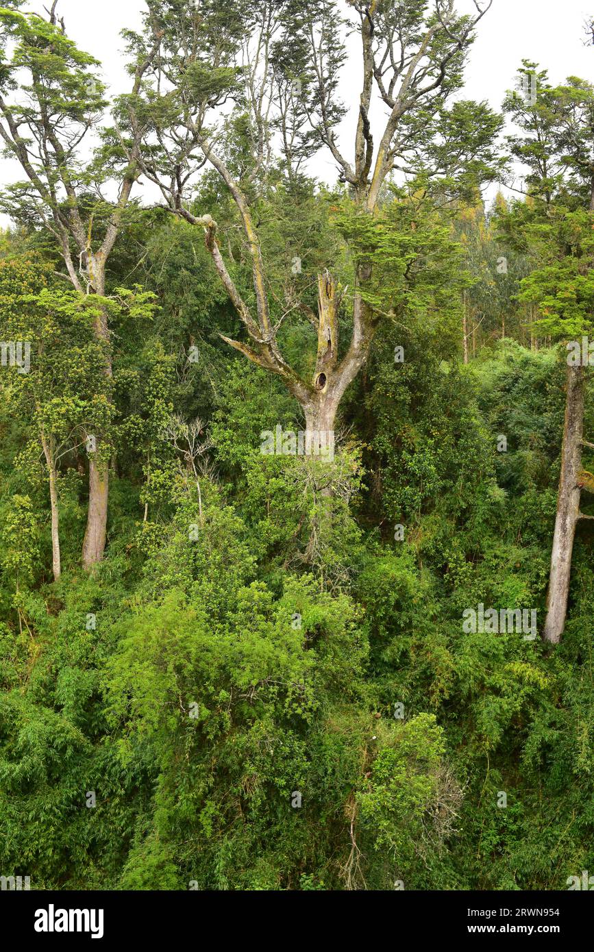 Puerto Varas, Bosque Templado Lluvioso (Temperate Rain Forest) or Valdivian Temperate Forest. Region de Los Lagos, Chile. Stock Photo