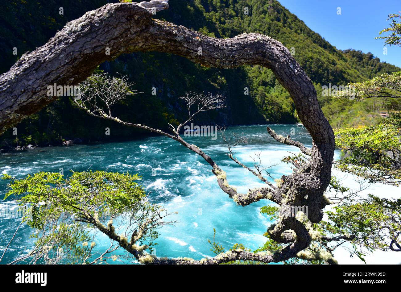 Bosque templado hi-res stock photography and images - Alamy