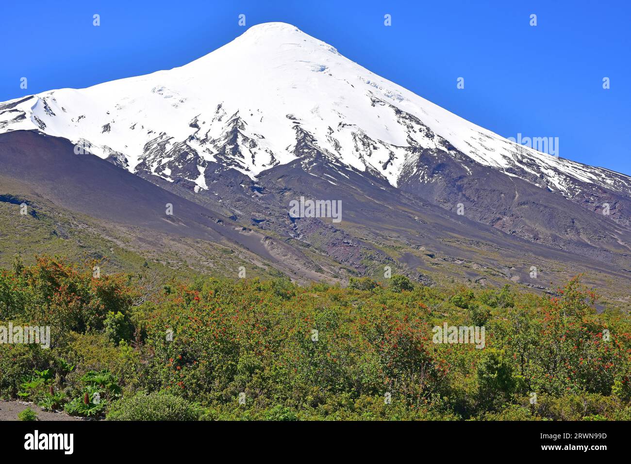Osorno volcano (stratovolcano) with Chilean firebush (Embothrium coccineum). Region de Los Lagos, Chile. Stock Photo