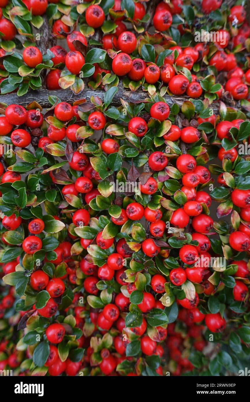 Cotoneaster berries in garden Stock Photo