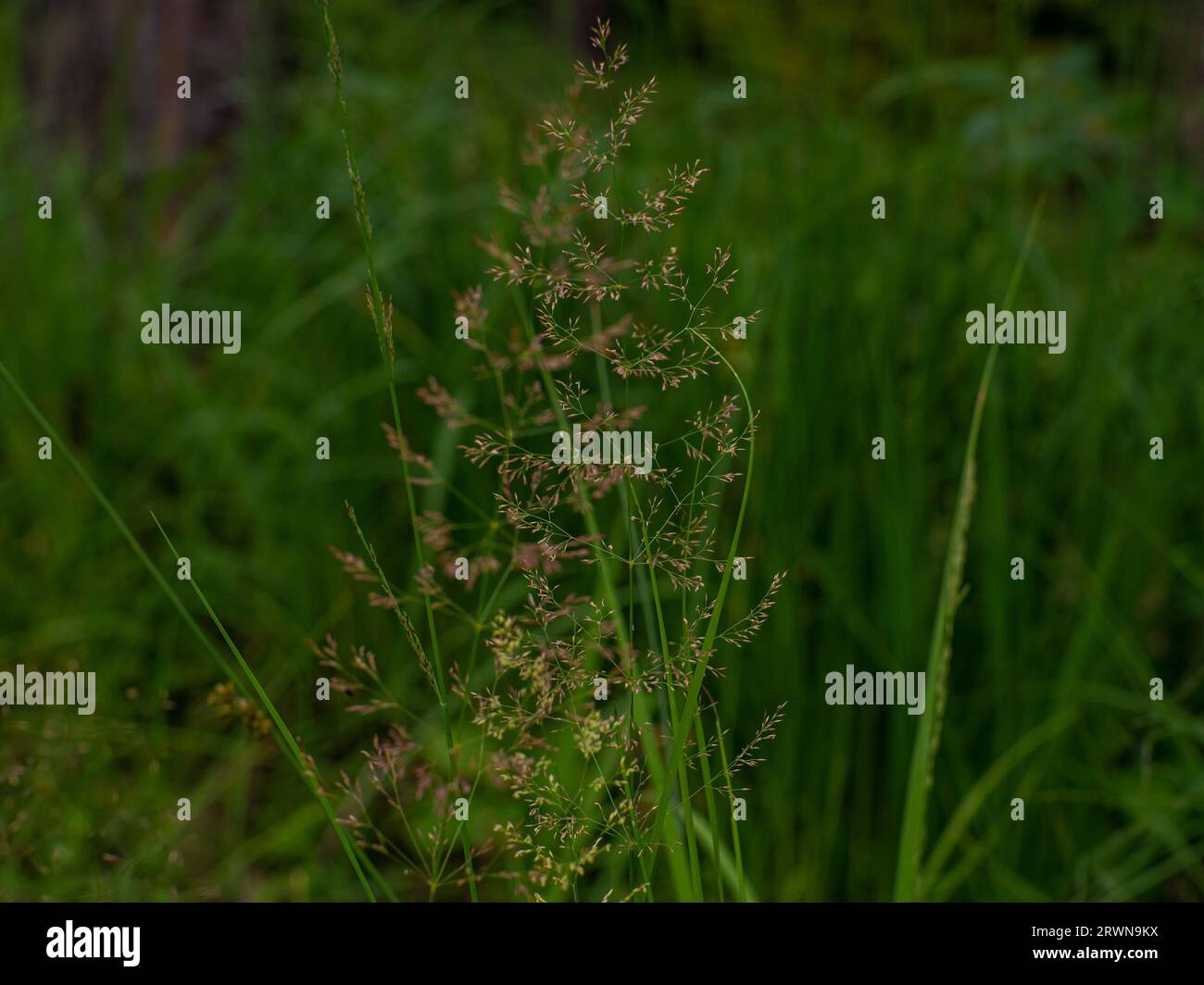 Selective focus of wild grass flower on the field in summer, Agrostis, bentgrass Stock Photo