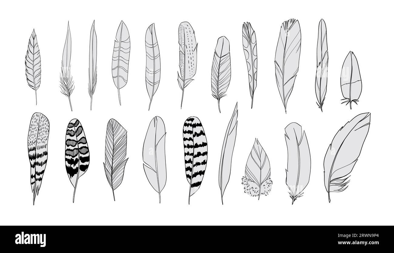 Feathers silhouettes set. Black and white realistic vector illustration ...