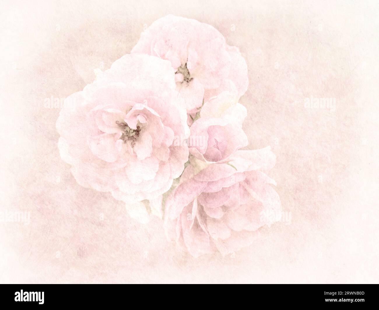 Painterly pale pink roses on delicate background. Stock Photo