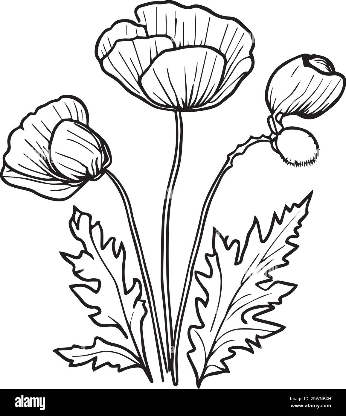 poppy drawing, poppy drawing black and white, realistic poppy flower