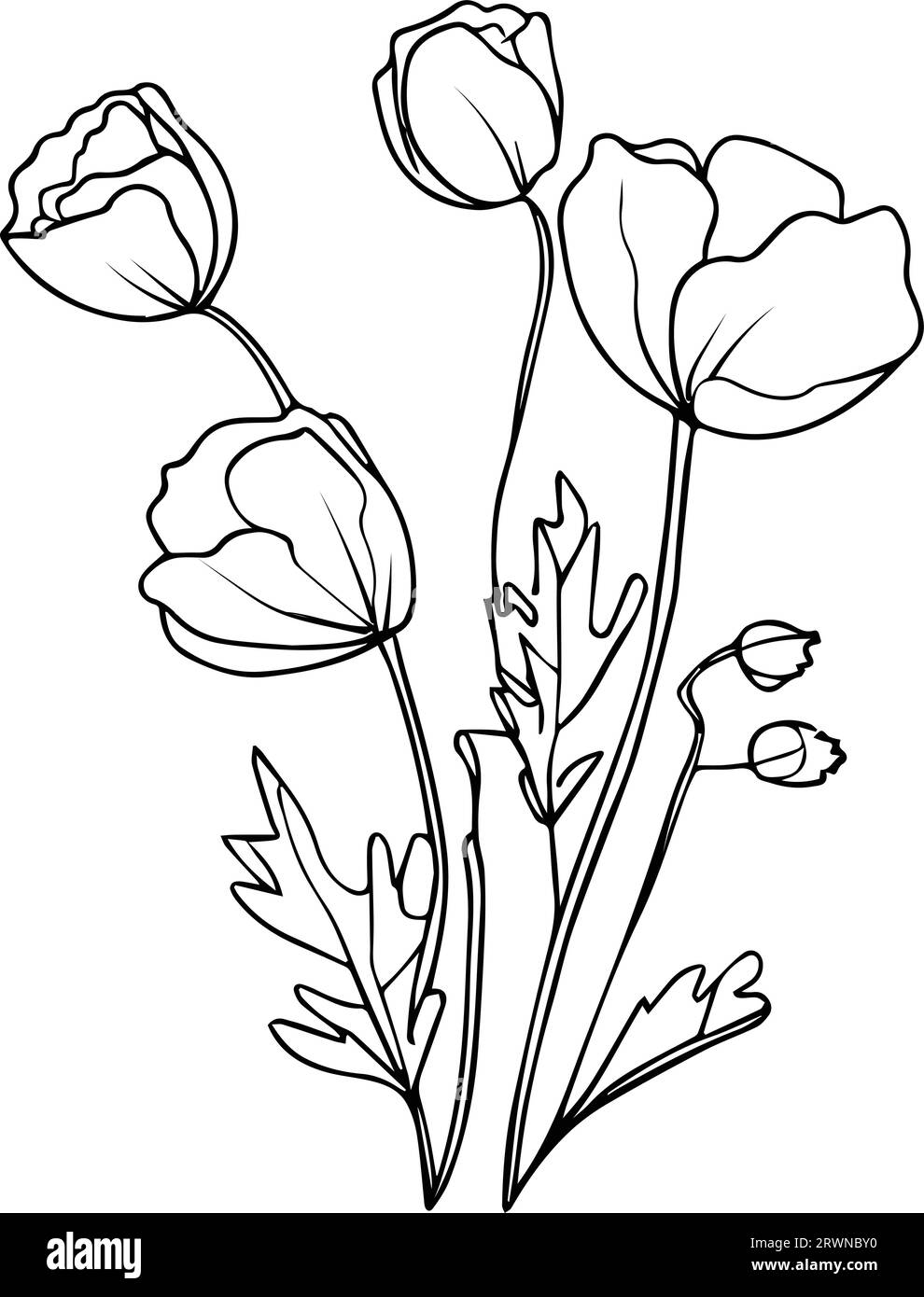 , poppy flower bouquet drawing, California poppy drawing, illustration ...