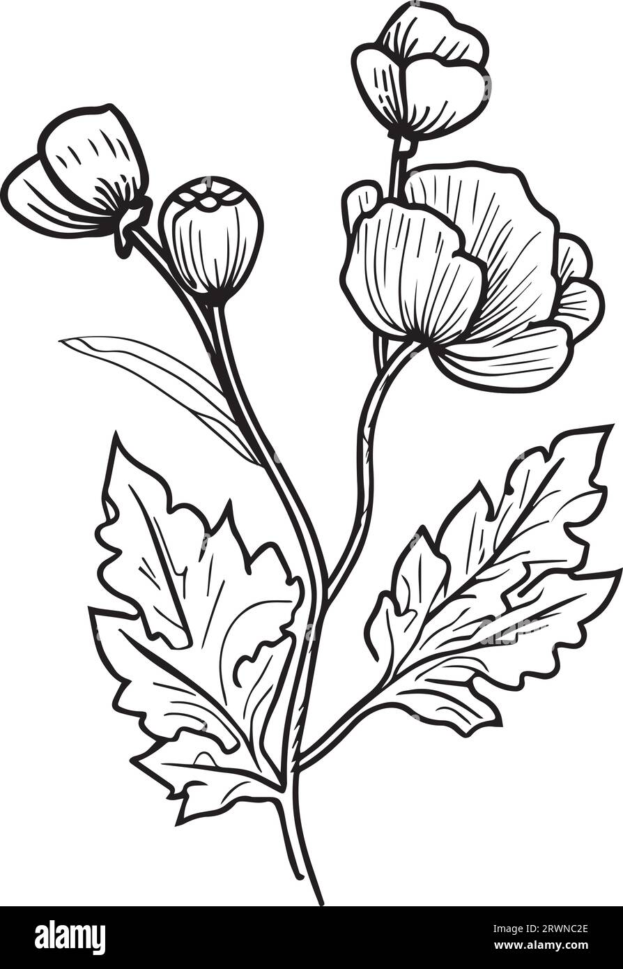 printable poppy flower coloring page, drawing poppy flower coloring ...
