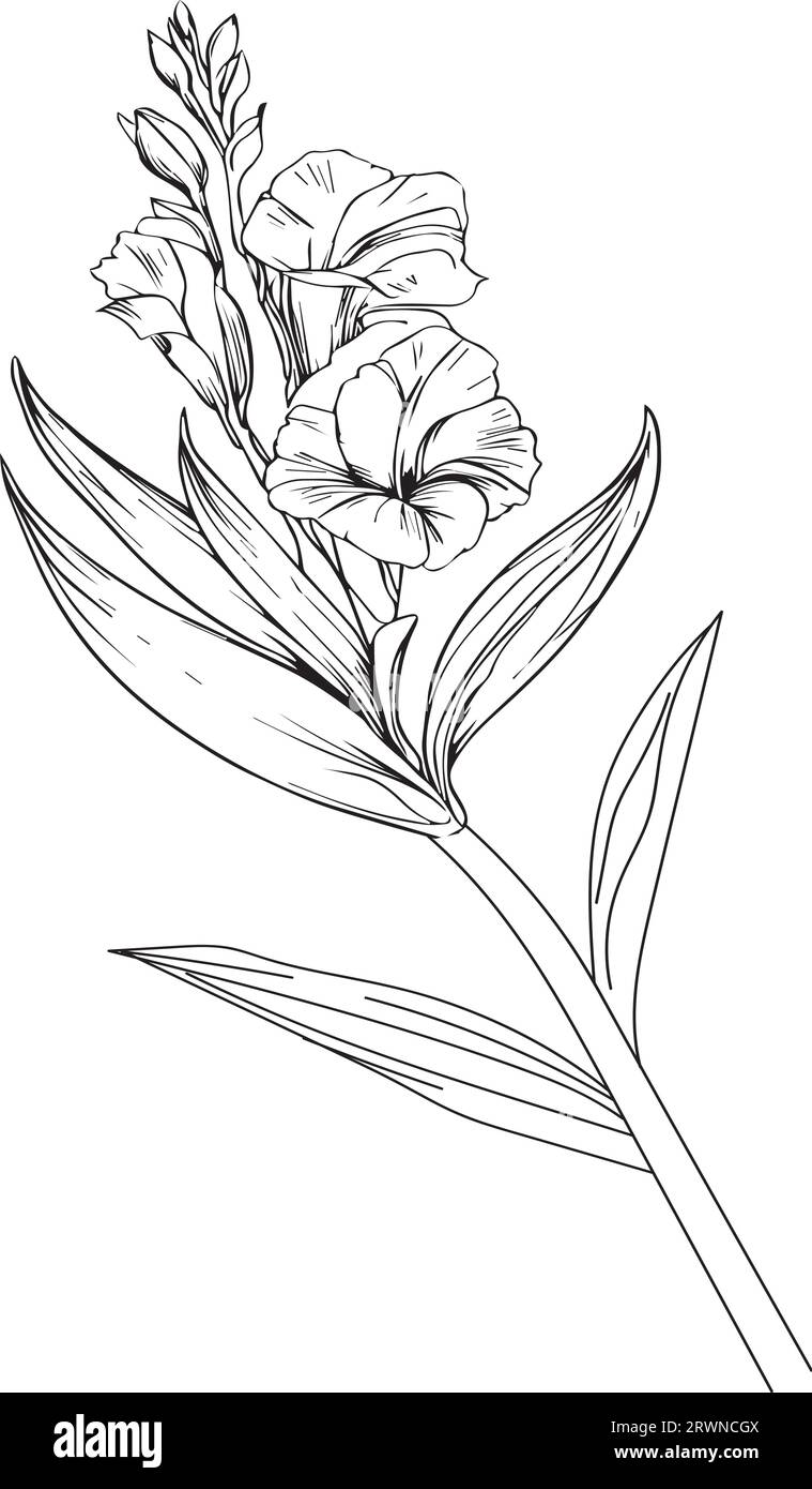gladiolus august birth month flower, gladiolus august birth flower