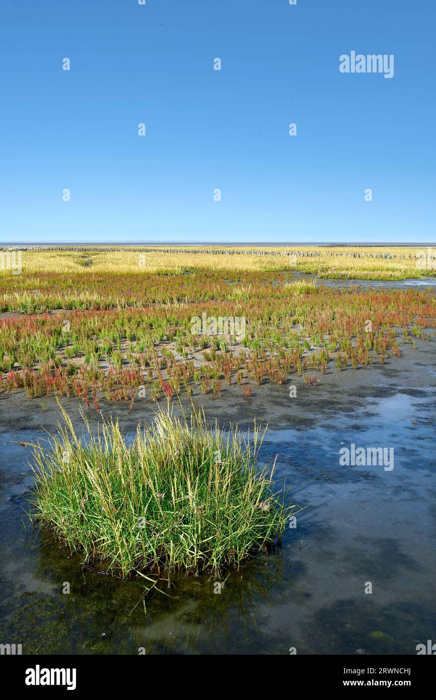 common cord-grass (Spartina anglica) and glasswort (Salicornia europaea) in Salt Marsh at North Sea,Wattenmeer National Park,Germany Stock Photo