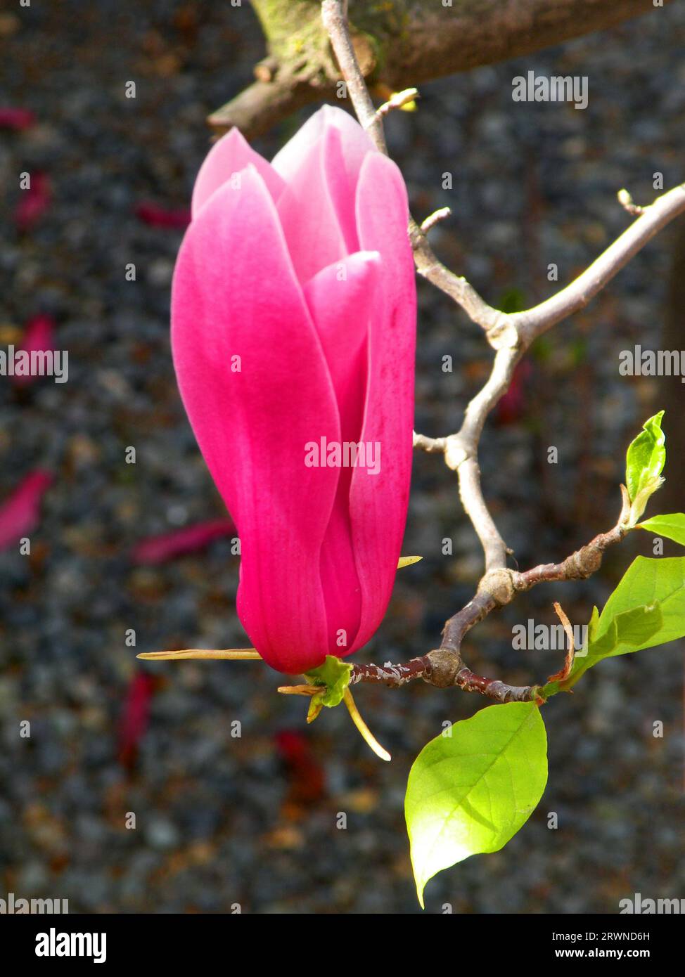 Pink Magnolia flower, branch and leaves Stock Photo - Alamy