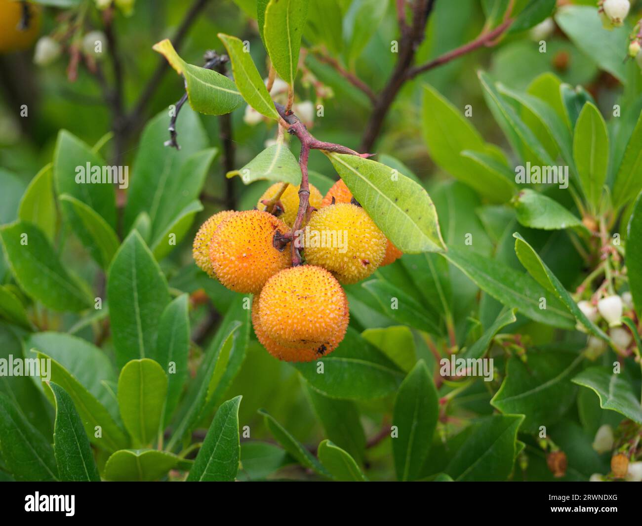 Fruit of the strawberry tree, Arbutus unedo Stock Photo Alamy