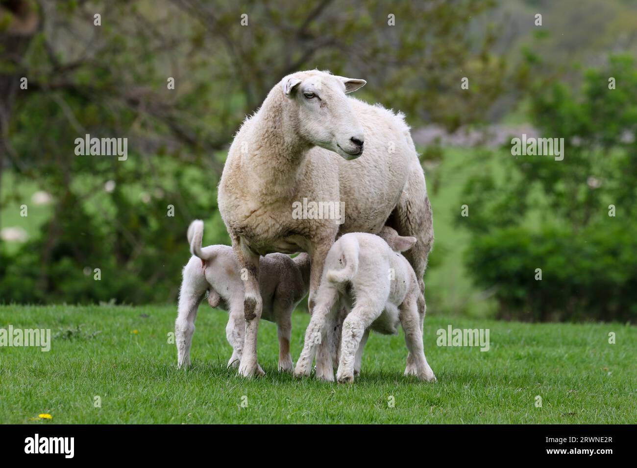 Spring lambs suckling from mother ewe, Wales, United Kingdom Stock ...