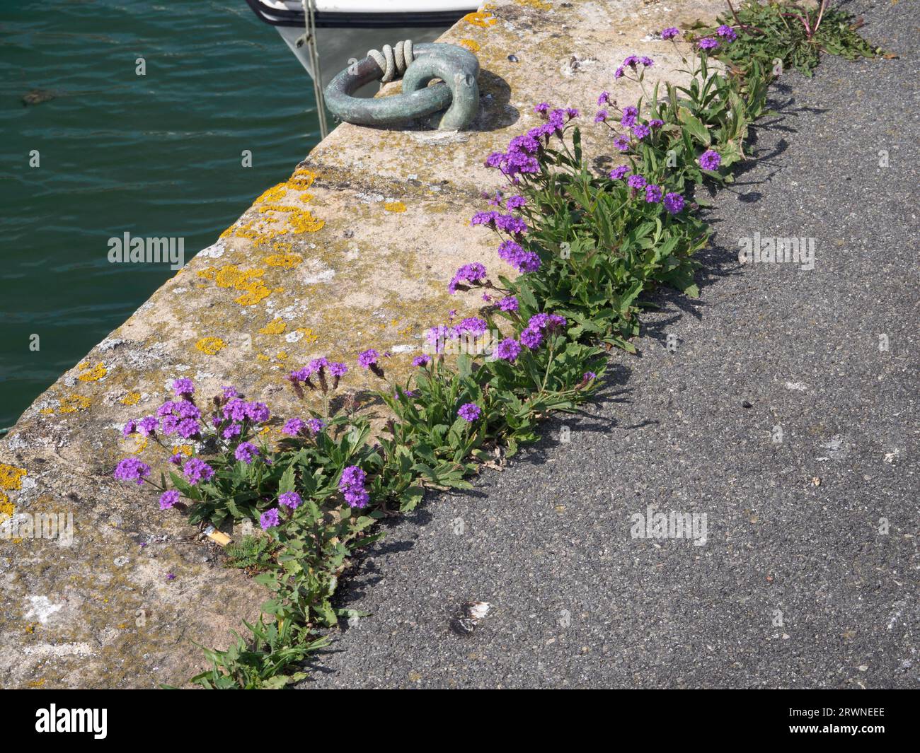 Verbena Rigida growing on the quayside at Le Croisic, Brittany Stock Photo