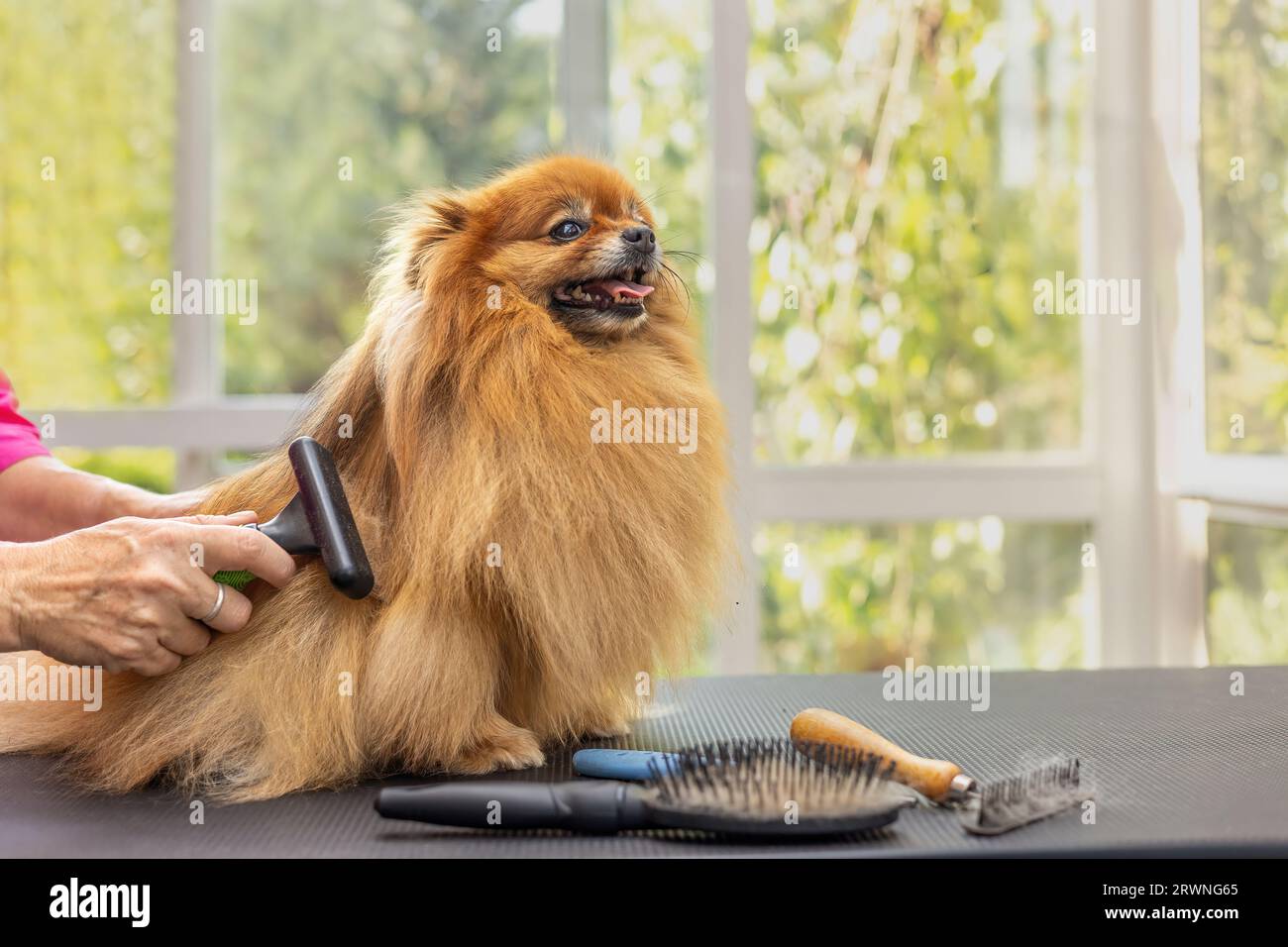 Side view of combed smiling Pomeranian dog standing on the table. Horizontally. Stock Photo
