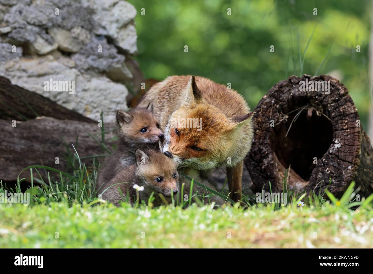 Red fox cubs Stock Photo