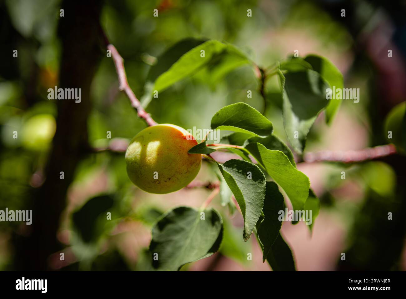 Irrigation land of Saudi Arabia Stock Photo Alamy