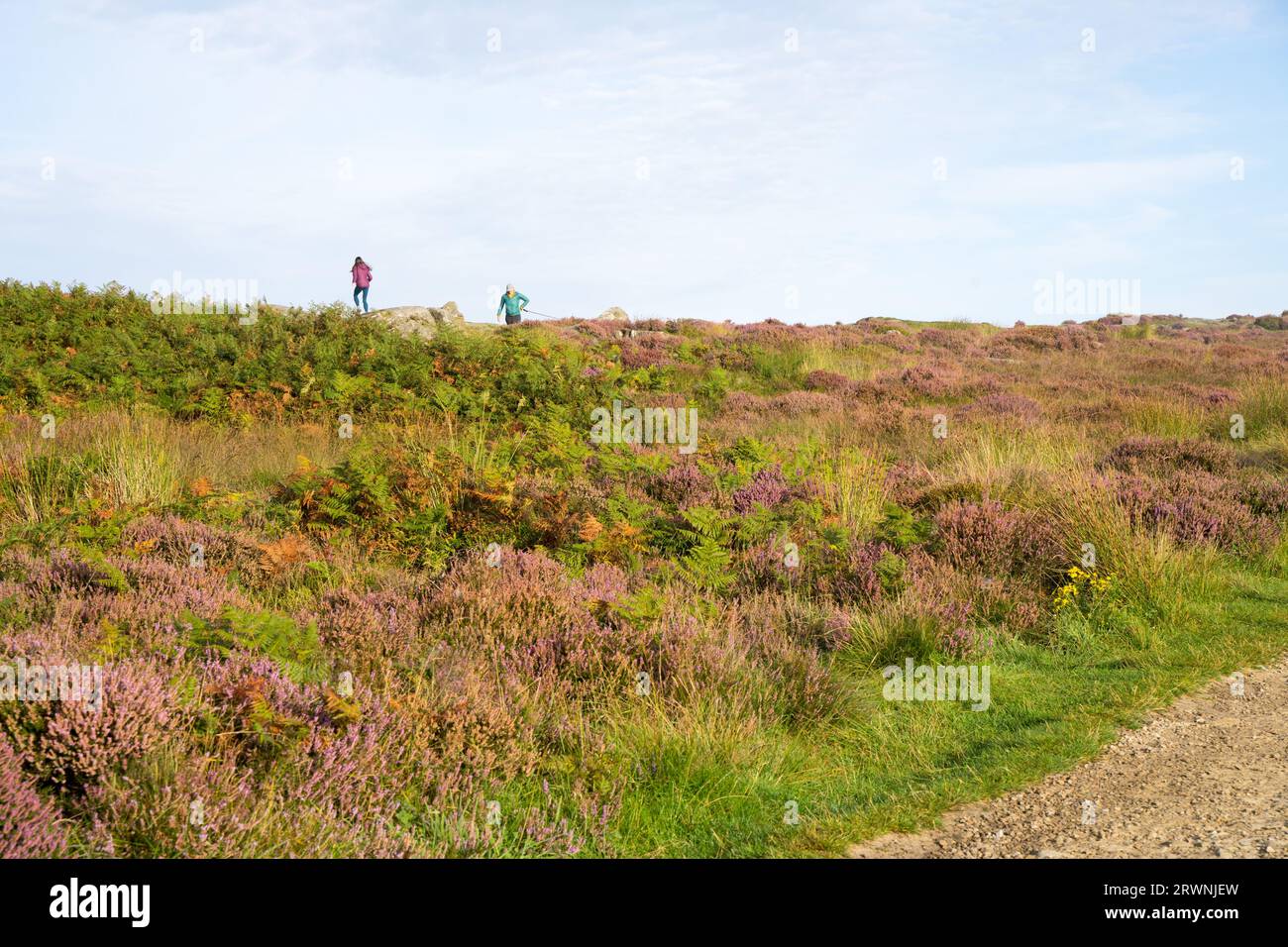 Summer Heather (calluna vulgaris) blossoms in misty morning at Peak District National Park England UK Stock Photo